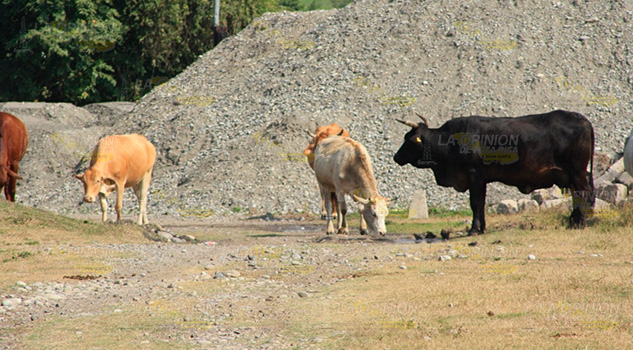 Aún hay oportunidad de apoyos ganaderos en Álamo Aún hay oportunidad de apoyos ganaderos en Álamo