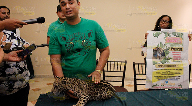 Buscan nombre a cachorra jaguar de la reserva ecológica de Tihuatlán Buscan nombre a cachorra jaguar de Tihuatlán
