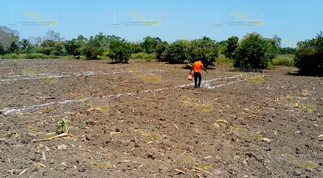 Buscan producir maíz de mejor calidad en Tihuatlán
