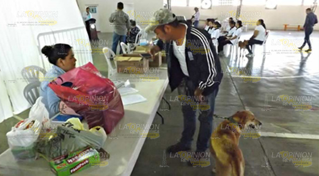 Buscan disminuir la sobrepoblación de mascotas