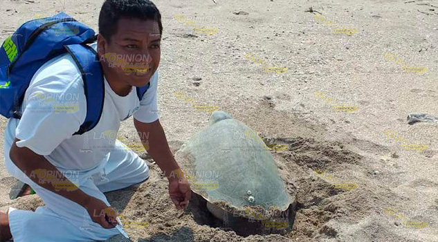 Avistan primeros arribos de tortuga