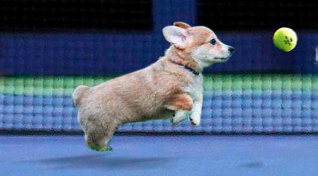 El US Open utilizará cachorros de perro como recogepelotas El US Open utilizará cachorros de perro como recogepelotas