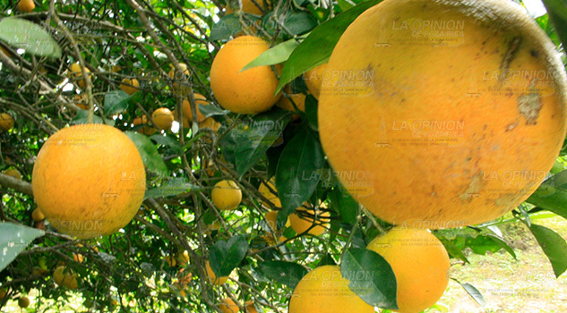 Fruta de calidad en la región de Álamo, exigencia mundial Fruta de calidad en la región de Álamo, exigencia mundial