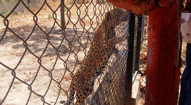 Jaguar escapa de jaula y ataca a albañil en Chihuahua Jaguar escapa de jaula y ataca a albañil en Chihuahua