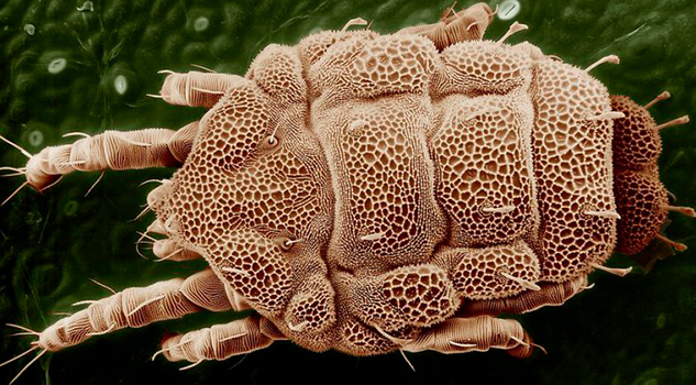 Lo que no sabías de los ácaros Lo que no sabías de los ácaros