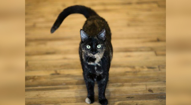 Gatos de casa saben reconocer sus nombres, dice estudio