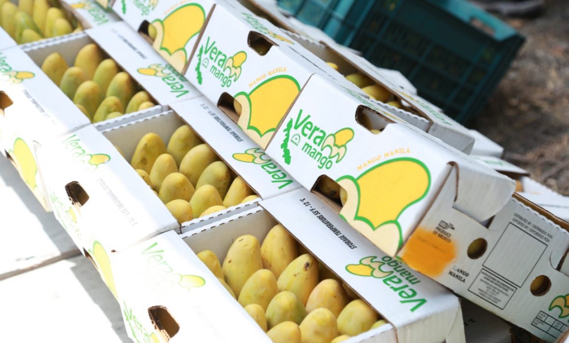 Mango veracruzano certificado como libre de Mosca de la Fruta Mango veracruzano certificado como libre de Mosca de la Fruta