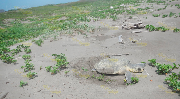 Mayor riesgo para tortuga marina por temporada vacacional en Tuxpan, advierten Mayor riesgo para tortuga marina por temporada vacacional en Tuxpan, advierten