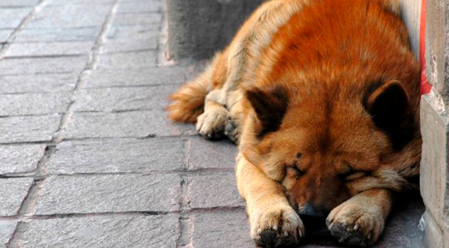 México, primer lugar en abandono de mascotas en Latinoamérica México, primer lugar en abandono de mascotas en Latinoamérica