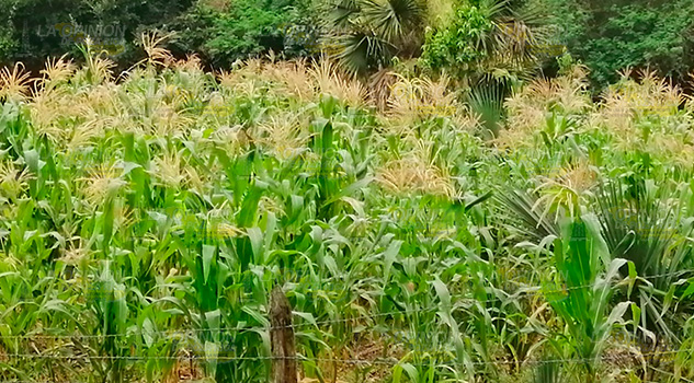 Nulos apoyos para productores en Tantoyuca Nulos apoyos para productores en Tantoyuca