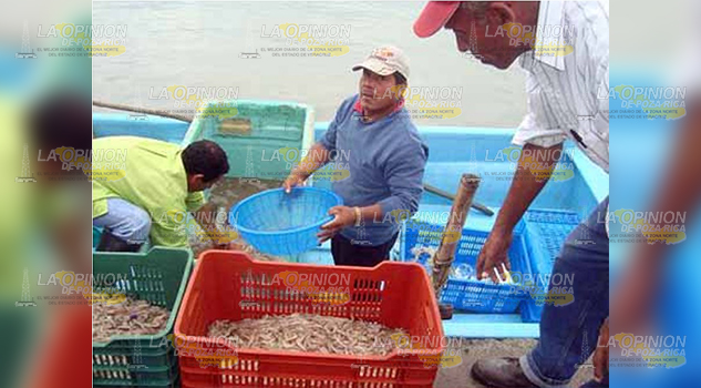 Pescadores están en aprietos, por iniciar la veda de camarón