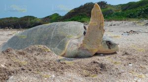 Primer avistamiento de arribo de tortuga marina en Chaparrales, Cazones Primer avistamiento de arribo de tortuga marina en Chaparrales, Cazones