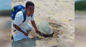 Primer avistamiento de arribo de tortuga marina en Chaparrales, Cazones Primer avistamiento de arribo de tortuga marina en Chaparrales, Cazones