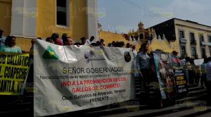 Protestan galleros en Xalapa, piden legitimidad para su actividad Protestan galleros en Xalapa, piden legitimidad para su actividad
