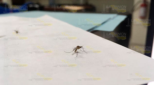 Quejas por invasión de mosquitos en Poza Rica, mal intencionadas: titular de SS Quejas por invasión de mosquitos en Poza Rica, mal intencionadas: titular de SS