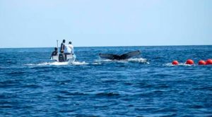Rescatan a ballena frente a playa Nopoló en Baja California Sur Rescatan a ballena frente a playa Nopoló en Baja California Sur