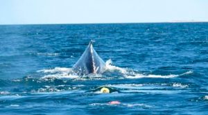 Rescatan a ballena frente a playa Nopoló en Baja California Sur Rescatan a ballena frente a playa Nopoló en Baja California Sur