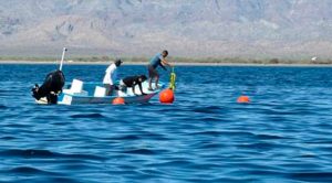 Rescatan a ballena frente a playa Nopoló en Baja California Sur Rescatan a ballena frente a playa Nopoló en Baja California Sur