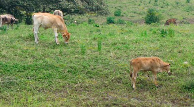 Se sienten los primeros estragos de la sequía en la Sierra de Otontepec Se sienten los primeros estragos de la sequía en la Sierra de Otontepec