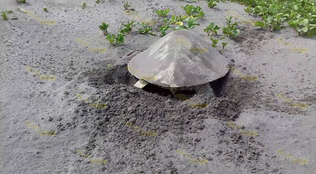 Monitorean rutas de la tortuga lora, continúa el arribo