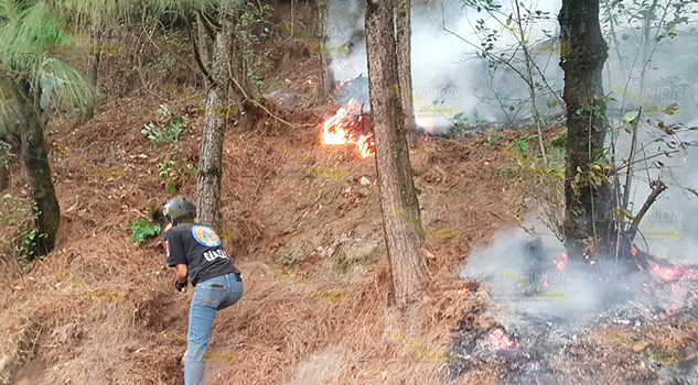 Tras incendio forestal descubren tala ilegal en Ahuazotepec, Puebla Tras incendio forestal descubren tala ilegal en Ahuazotepec, Puebla