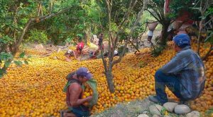 Vuelca trailer cargado de naranjas en carretera a Castillo de Teayo