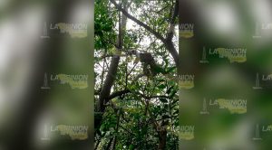 Aparece enorme víbora en los Margenes del río Tancochin