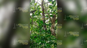 Aparece enorme víbora en los Margenes del río Tancochin