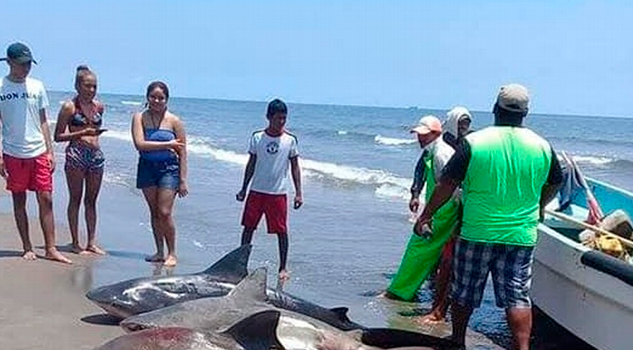 Mujer pesca tiburones en Alvarado y los presume en Facebook