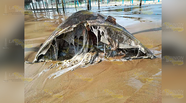 ¡Otra tortuga muerta!, aparece en playas del municipio tuxpeño