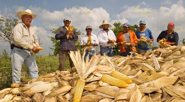 Más de 750 hectáreas afectadas por el calor, Tihuatlán zona de desastre