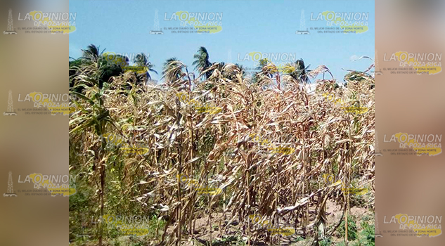 Sufren estragos por calor, sequía afecta productores de Coatzintla