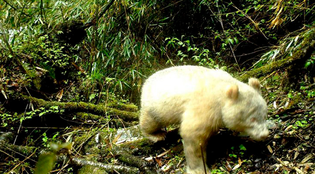 Avistan por primera vez a un panda albino en China Avistan por primera vez a un panda albino en China