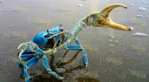 Buscan mayor protección para el cangrejo azul en Cazones de Herrera Buscan mayor protección para el cangrejo azul en Cazones de Herrera
