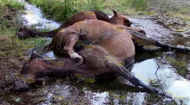 Encefalitis Equina mata a caballos en localidades de Coyutla Encefalitis Equina mata a caballos en localidades de Coyutla