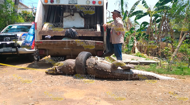 Procuraduría indaga muerte del cocodrilo, abren un expediente