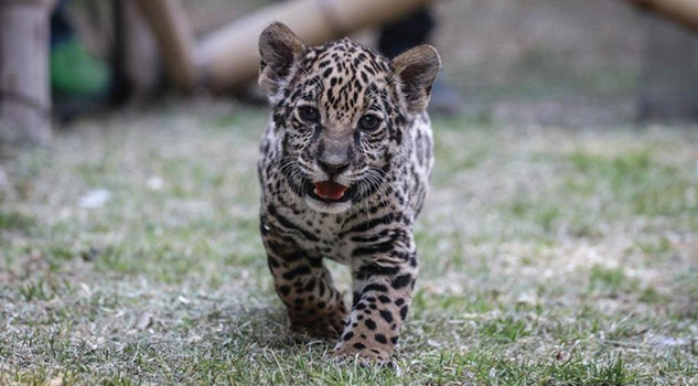 Lanzan convocatoria para nombrar a cachorra jaguar en Tlaxcala Lanzan convocatoria para nombrar a cachorra jaguar en Tlaxcala