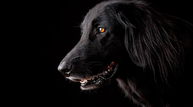 ¿Los perros sonríen? Los perros sonríen