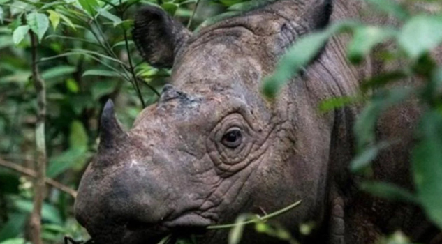 Murió Tam, el último rinoceronte en cautiverio en Sumatra
