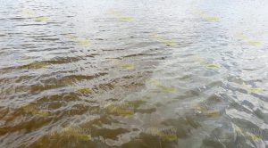 Preocupa a ambientalistas y ciudadanos alta contaminación del río Tuxpan Preocupa a ambientalistas y ciudadanos alta contaminación del río Tuxpan