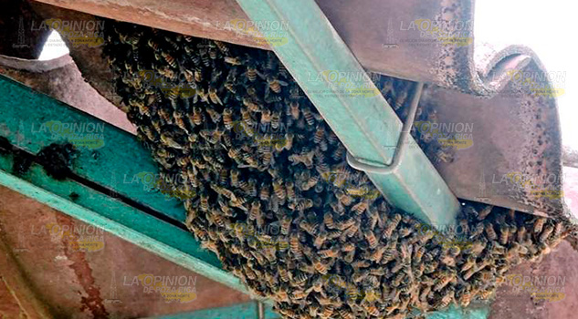Se acaban las abejas en la Sierra del Totonacapan Se acaban las abejas en la Sierra del Totonacapan