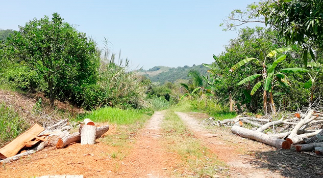 Sin freno la tala de árboles en Papantla Sin freno la tala de árboles en Papantla