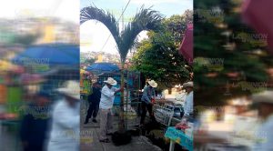 Tras polémica por tala de árboles en Filomeno Mata, ahora plantan "Palmitas" Tras polémica por tala de árboles en Filomeno Mata, ahora plantan Palmitas