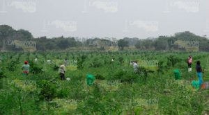 Procuraduría Agraria pide rendición de cuentas por conflictos por parcelas escolares