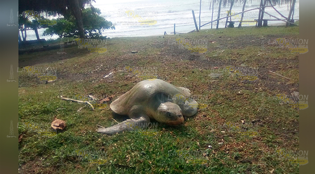 Más de 150 nidos de tortuga
