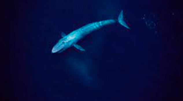 Hallan fósil de una ballena azul de 26 metros, el más grande jamás descubierto