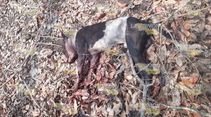Pitbull ataca y mata a un anciano; lo desfiguró