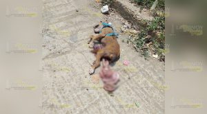 Cierra calle porque le mataron a su perro