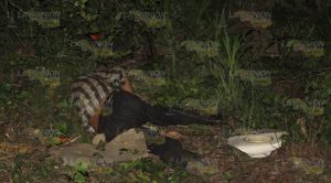 Vaquero murió aplastado por un tractor en Tihuatlan