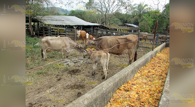 Apoyos emergentes, clama agro